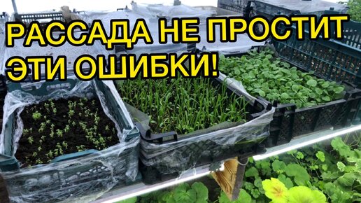 7 ЗАПРЕТОВ ДЛЯ МАЛЕНЬКОЙ РАССАДЫ!