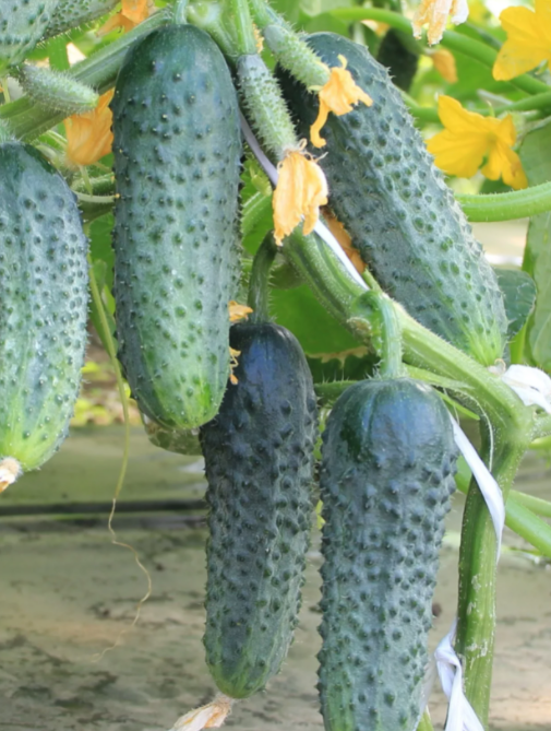 Огурцы Кураж.