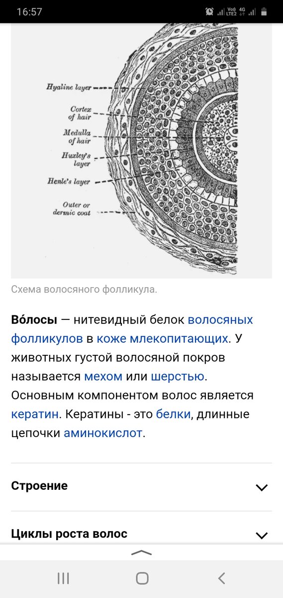 Википедия прекрасно описывает строение волоса, просто и лаконично-понятно всем и каждому