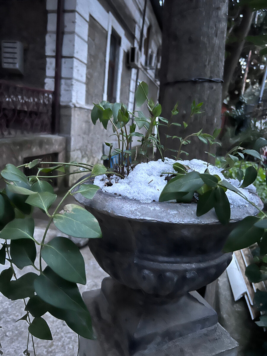 Например, эта фотография сделана мной по дороге на массаж на Екатерининской улице, обычный жилой дом 1898 года постройки) на входе к дому стоят вазоны и каменные ступеньки. И мимо пробежать я не могла, ведь это так красиво.