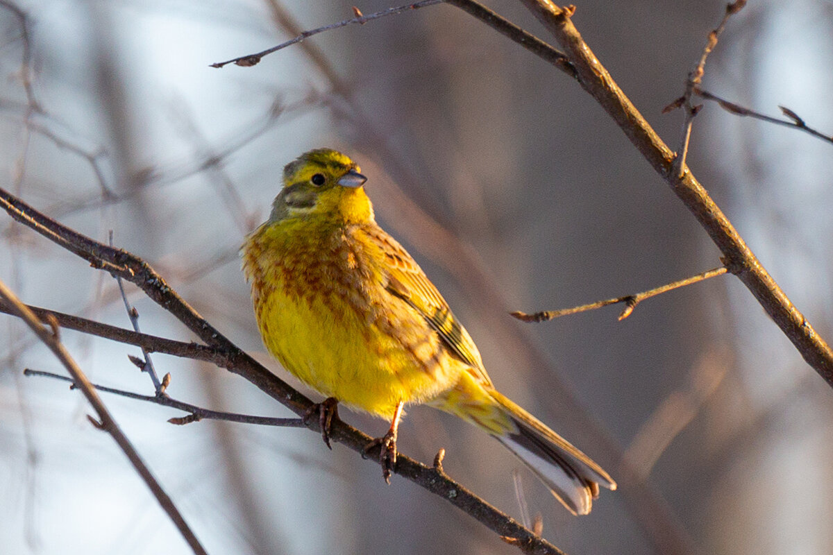 Овсянка обыкновенная (Emberiza citrinella)