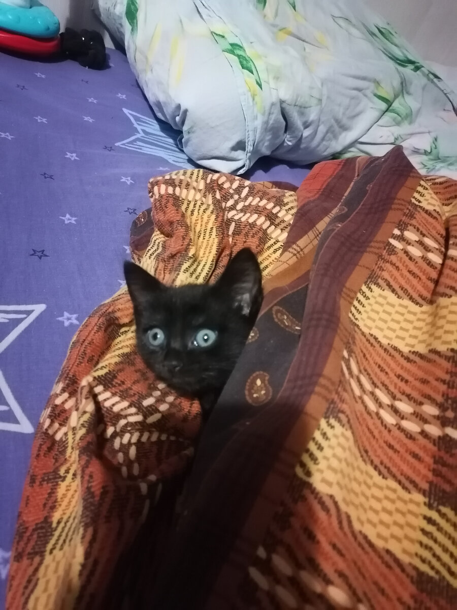 Что этому котёнку не хватает не знаю. 