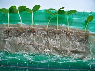 Угадаете, что это у меня за микрозелень такая появилась? 