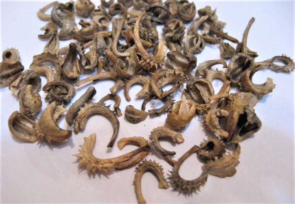 Propagation Of Calendula Seeds - Learn How To Propagate Calendula Plants Gardeni
