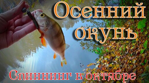 Окунь осенью. Ловля на спиннинг. Джиг