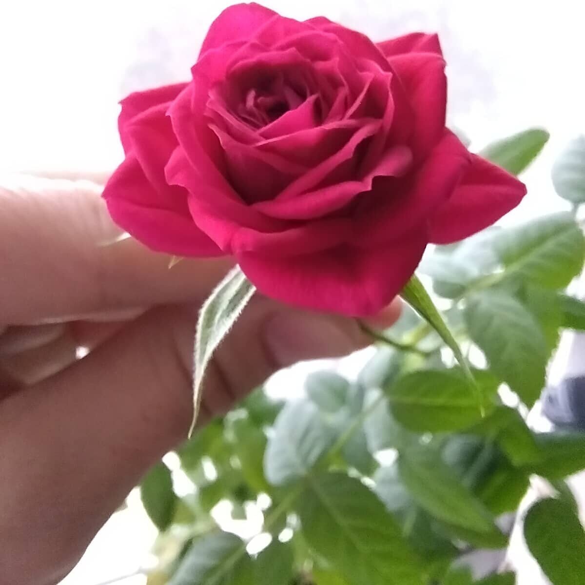 Розочка