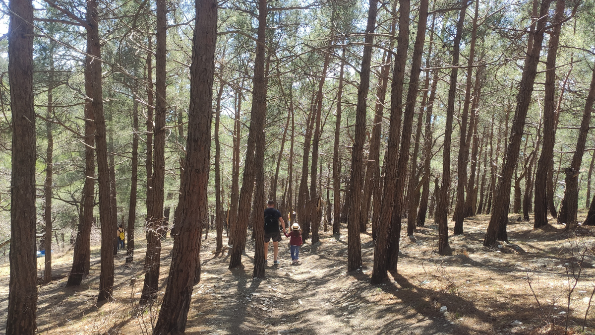 Дорога к кораблю через сосновый лес. Местами склон очень крутой.