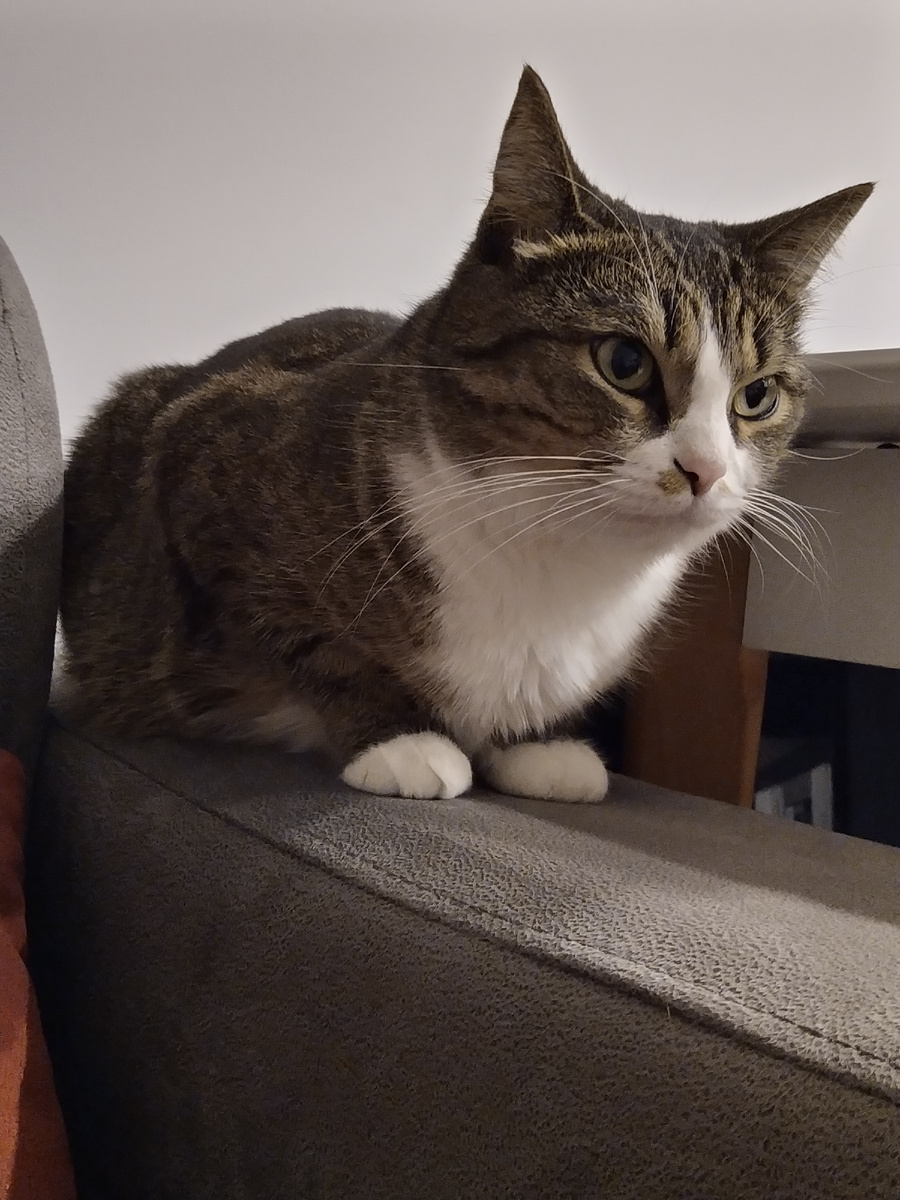 "Тревожно, конечно. Двуногие мои целыми днями где-то пропадают, а я одна сижу в незнакомой чужой квартире. Нужно быть настороже!"