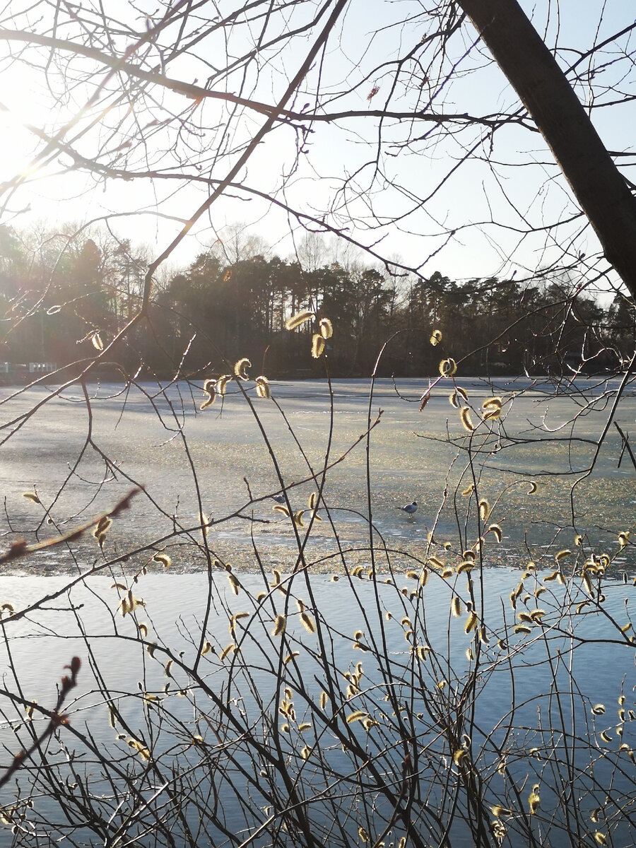 Подглядываю за чайками