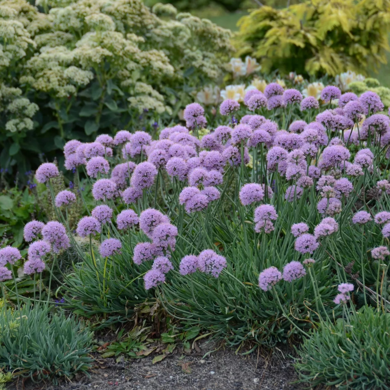 Растение allium. Аллиум шнитт. Декоративный лук шнитт. Лук аллиум. Аллиум неаполитано.