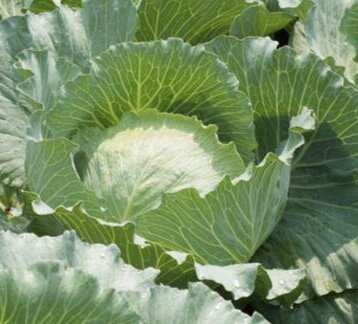 Белокочанная капуста 