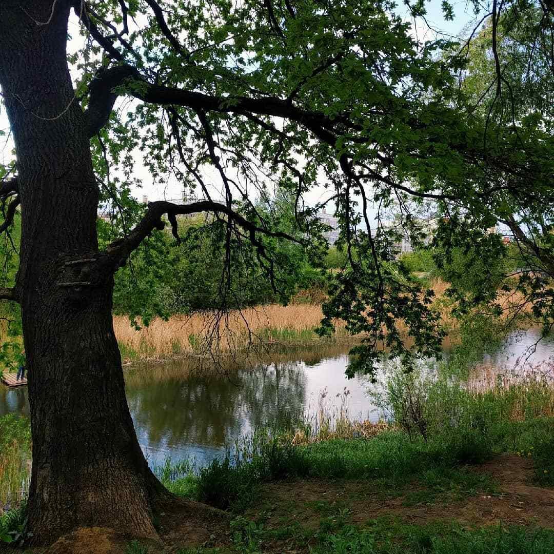 Черезовский пруд, микрорайон Дашково-Песочня