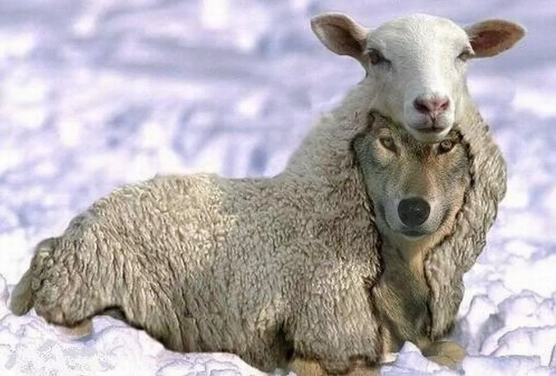 "По плодам их узнаете их" Мф.7:16