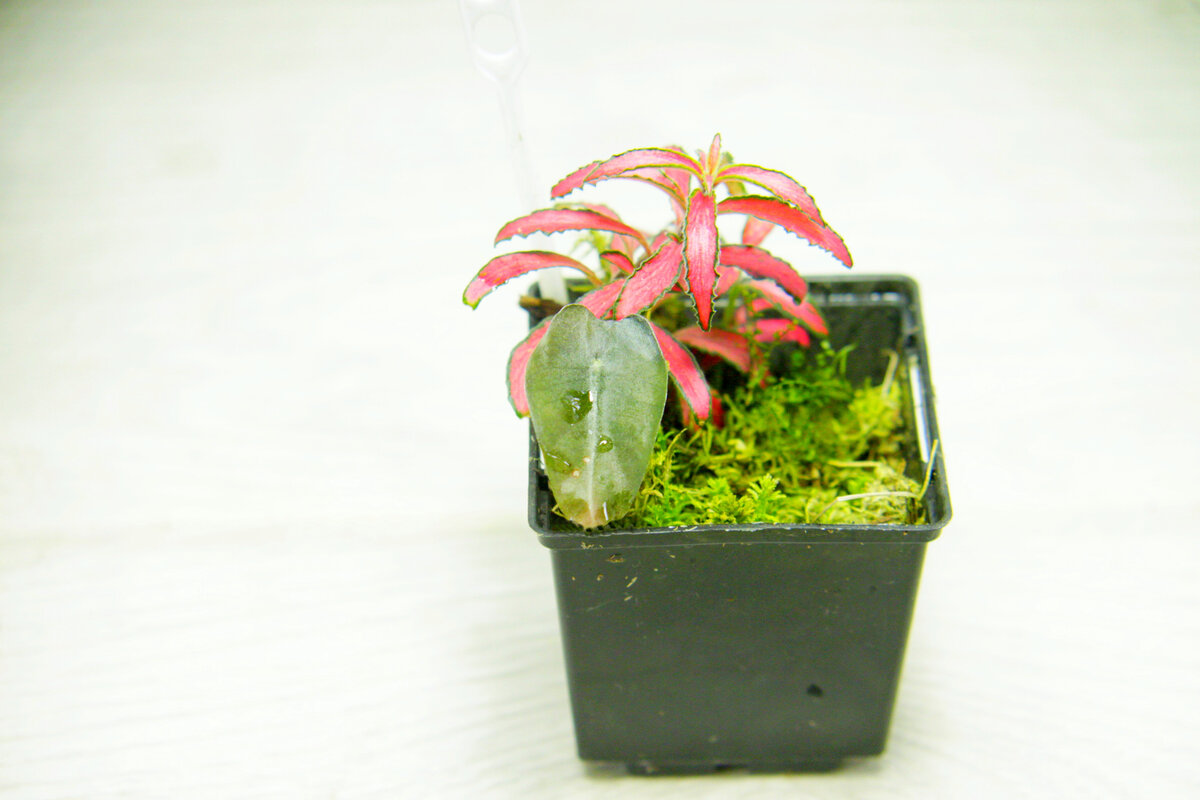 Детка алоказии. Фото и коллекция автора masteritayaplants 