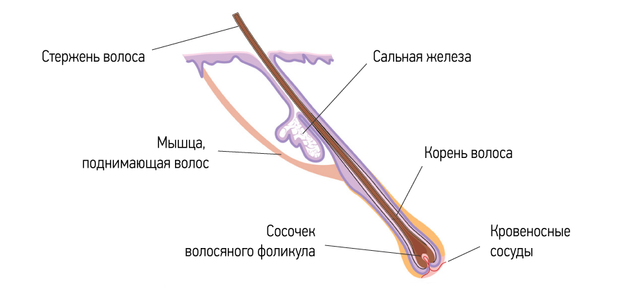 Строение волоса человека на голове для парикмахера рисунок