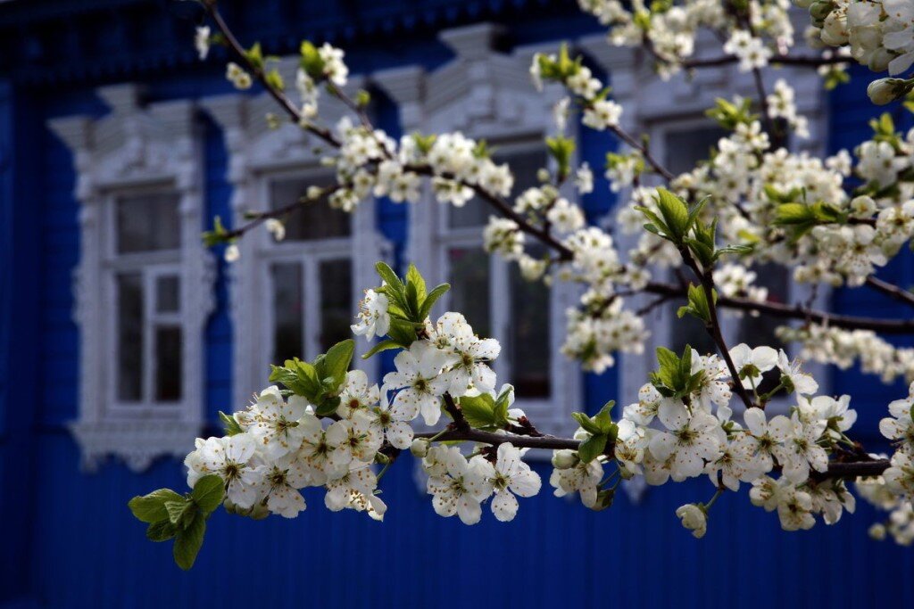 яндекс картинки