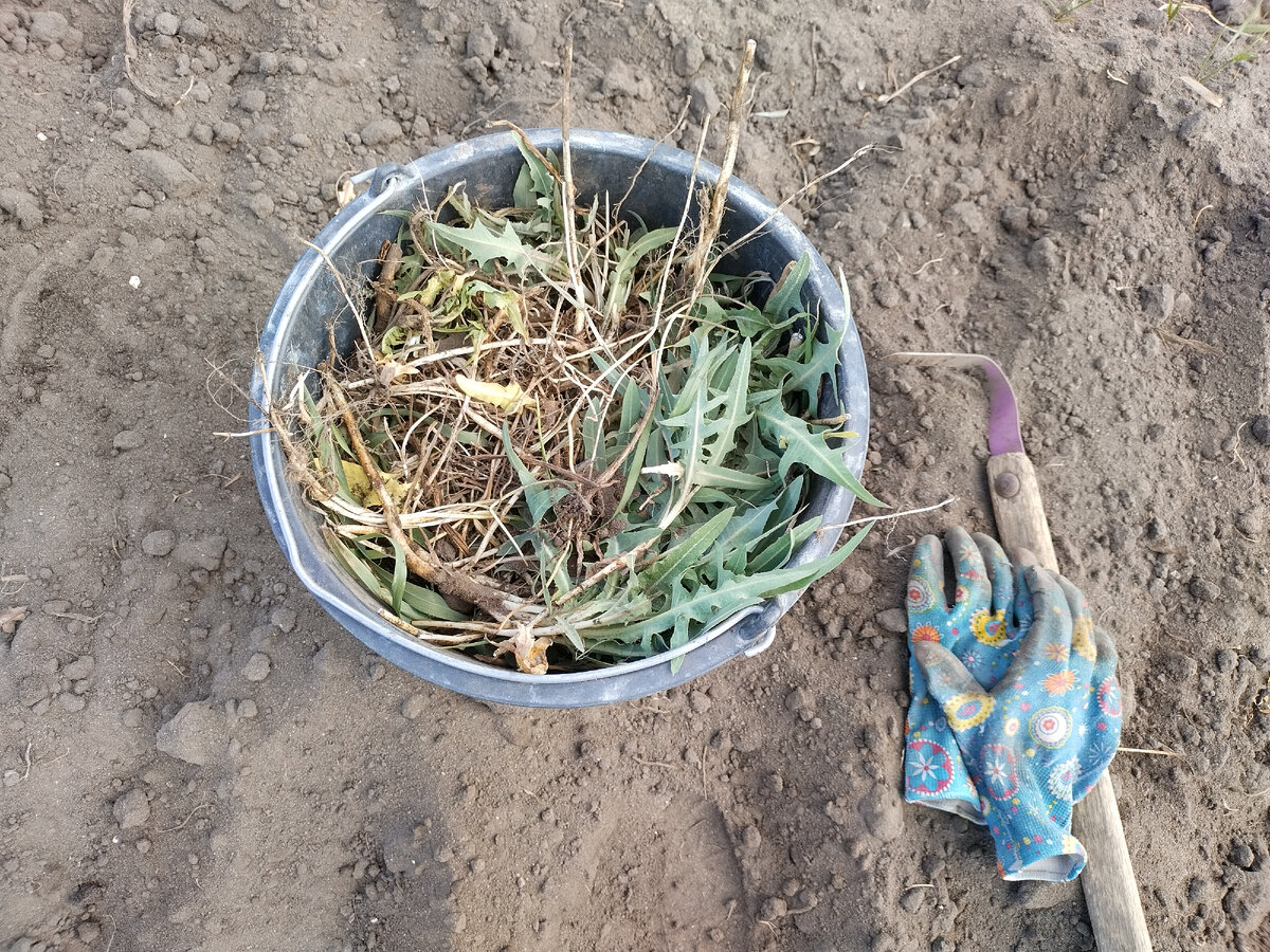 Вот очередное полное ведро... И любимый струмент. )) Палка-ковырялка