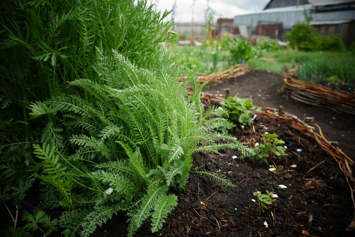 Мне нравятся плетеные заборчики и как в них все мило смотрится. На этой клумбе тысячелистник, пижма и земляника