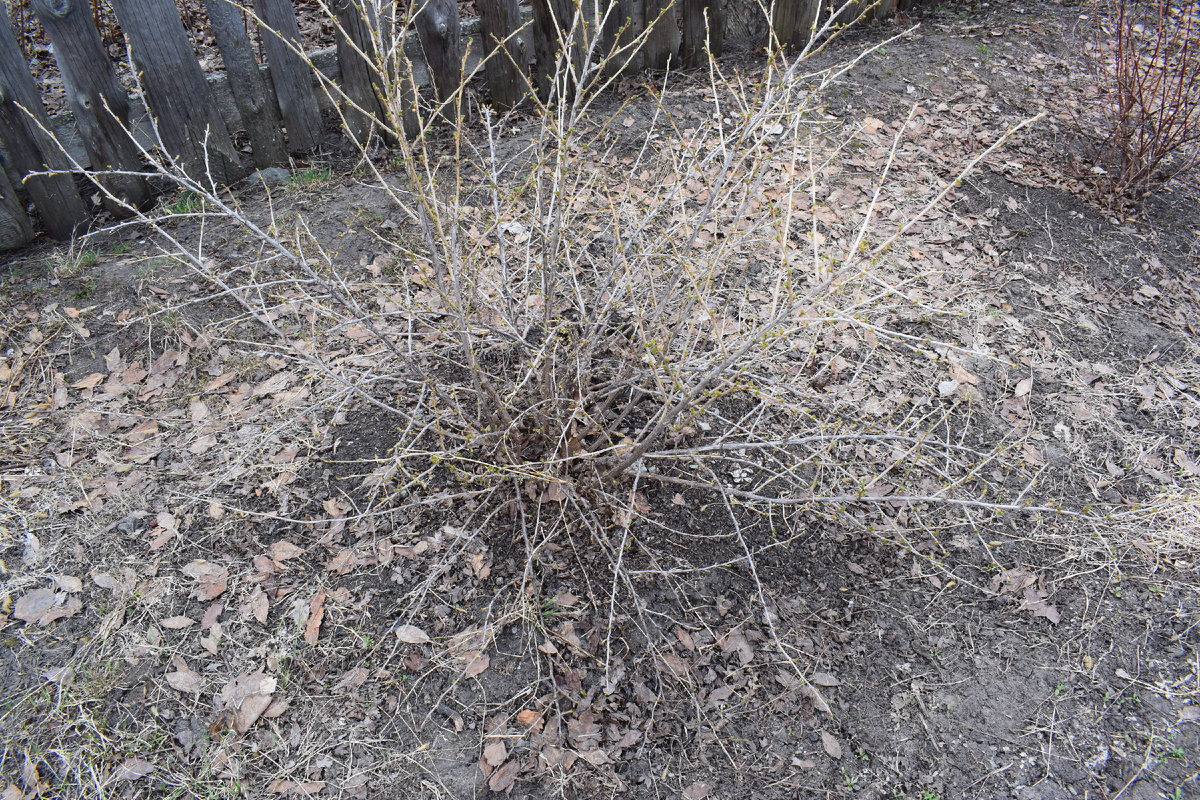 внимательно осматриваю кусты крыжовника, даже молодые(фото автора)