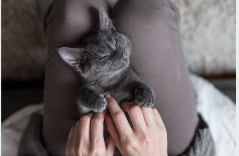 Серая морда