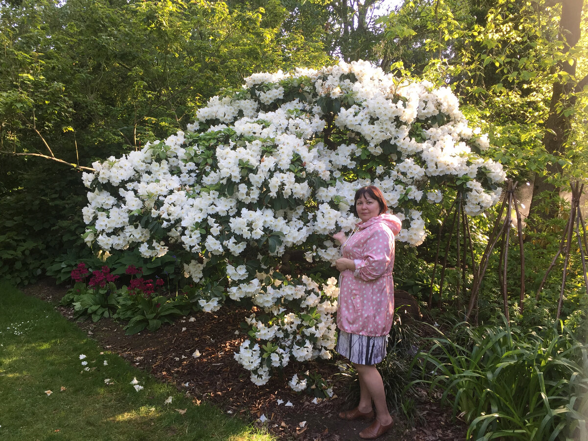 Это я. Любуюсь рододендронами в парке Лондона.