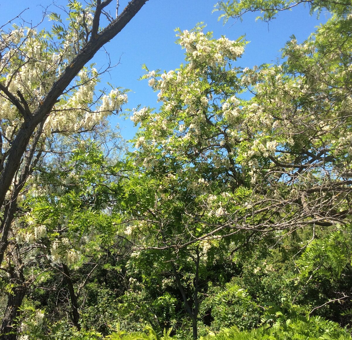 Это дерево у самой обочины дороги на Феодосию, зимой оно заметно пострадало от сильнейших ветров с моря,  но радостно встретило весну в белом наряде
