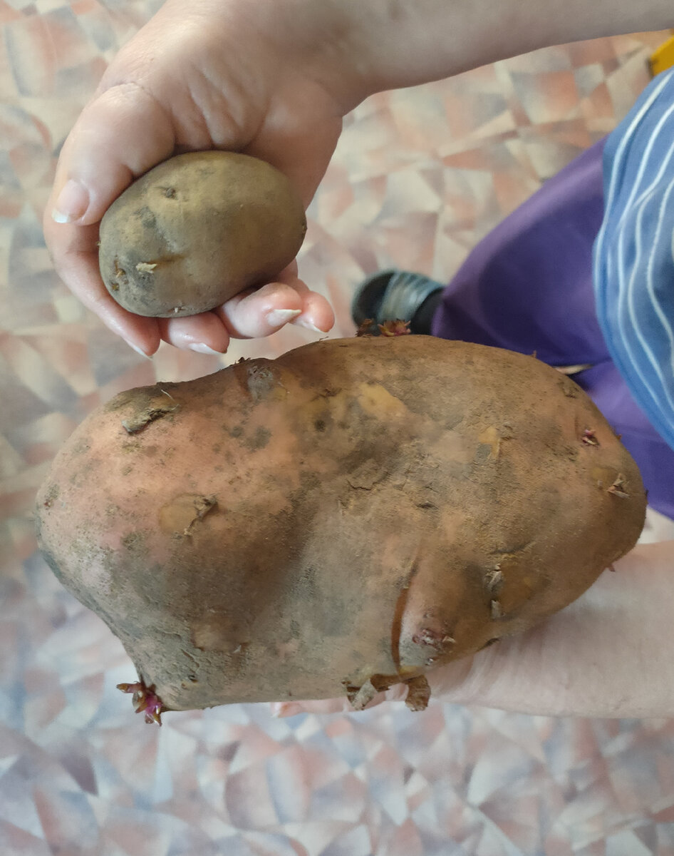 В каких штуках?  И слева и справа картошка. Фото принадлежит автору.