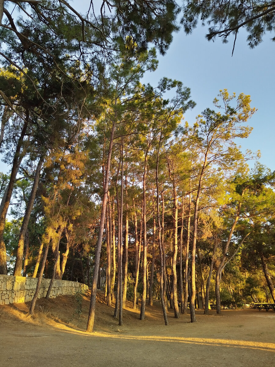 Сосны в Турции.