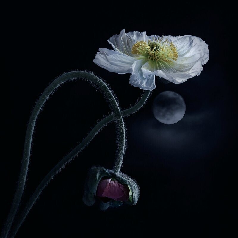 Фото из Интернета в свободном доступе. Звенящая тишина...