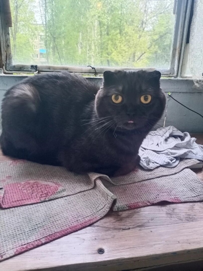 Шоколадный котик, был найден в числе первых