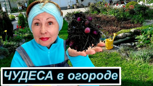 Маргарита Старасте - 