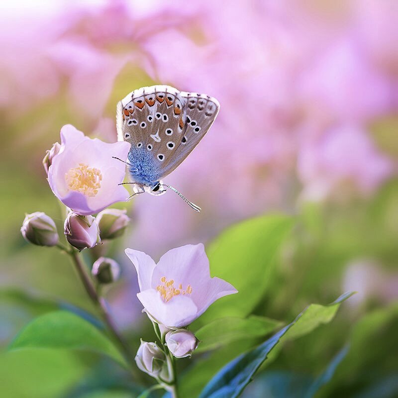 Фото из Яндекс картинки 