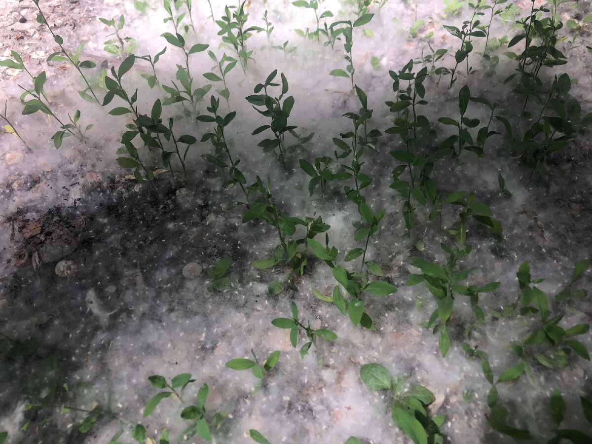 Тополиный пух. Фото моё, специально для дзен). 