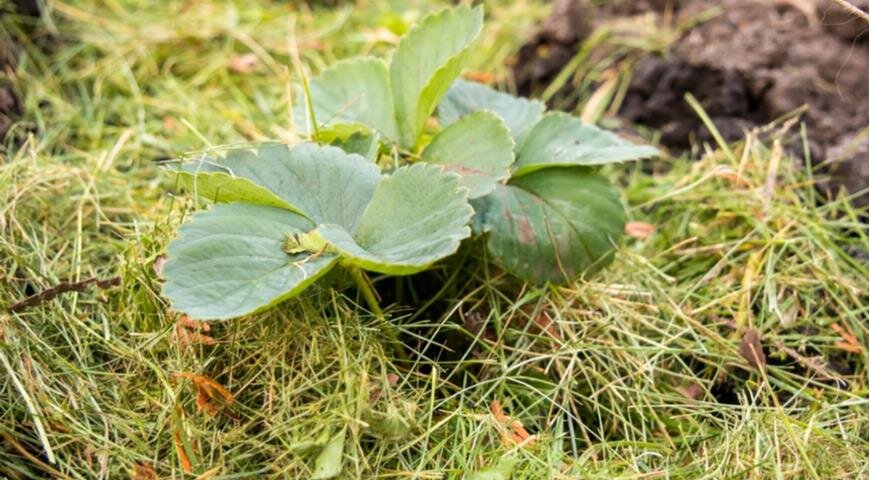 Узнайте подробнее, как сделать компост из травы