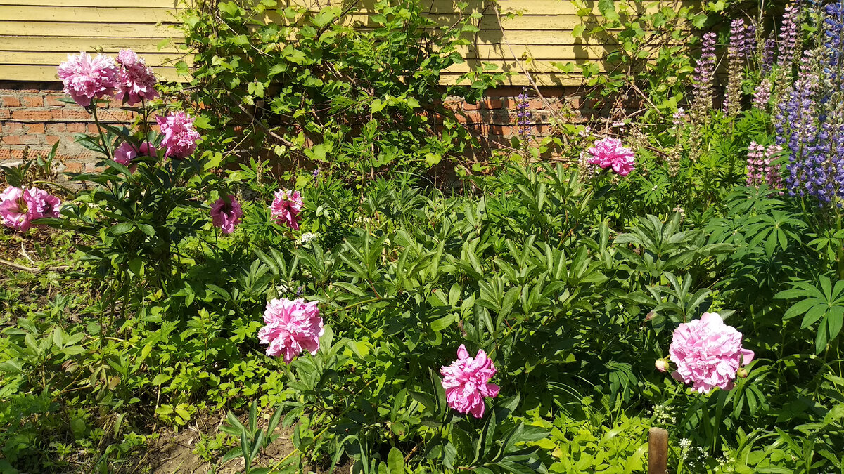 В нашем саду время бабушкиных цветов | Home and garden | Дзен