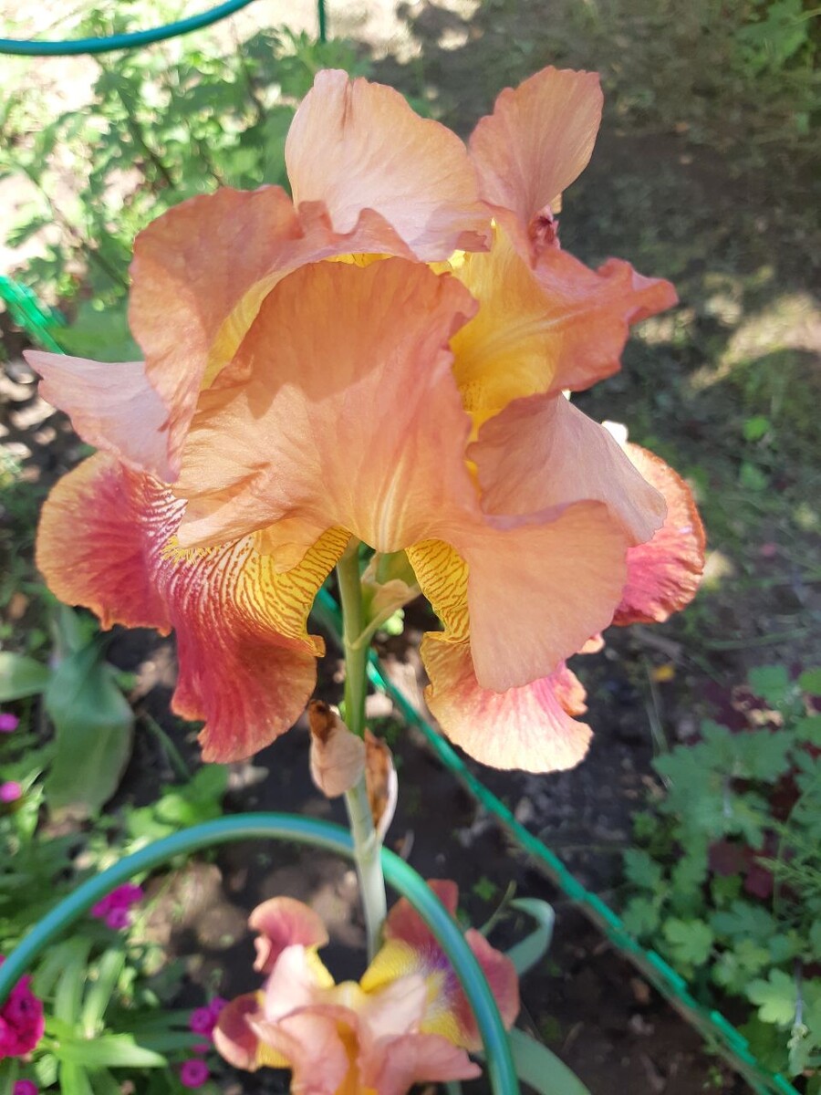 середина желтая