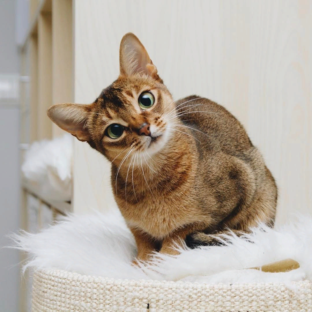 Абиссинская кошка — необычная порода кошек, корни которой уходят глубоко в тысячелетнюю историю. Им поклонялись египетские фараоны и древние ацтеки.-2