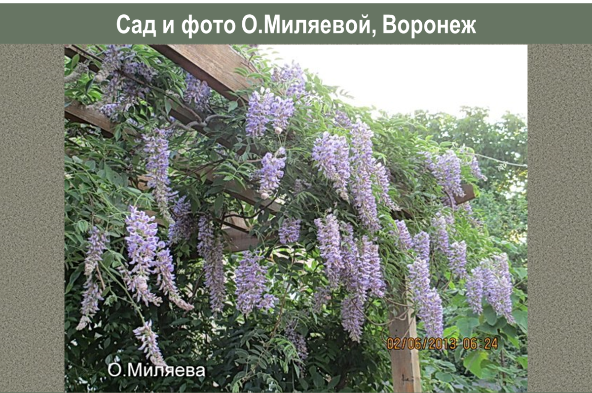 Опора для глицинии Блю Мун