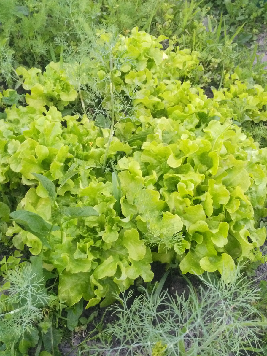 Салатный лист