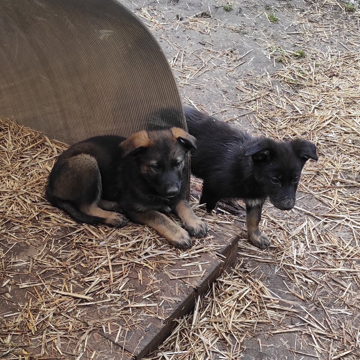 Арьюшка с сестрёнкой, самой нежной девочкой из помёта. Шерочка с машерочкой, одна предпочитает наблюдать, заняв спокойное место, а другая хоть и выглядывает, но осторожнее других щенков. 