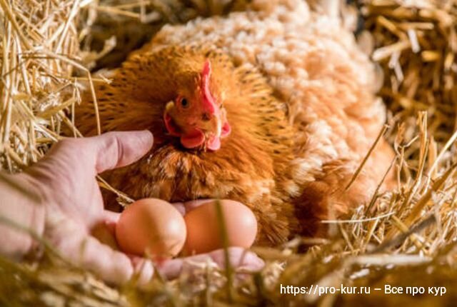 Курица садится на яйца, как отучить ее высиживать