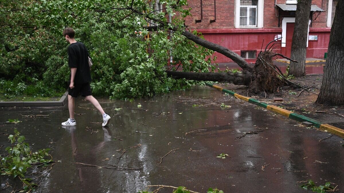    Вырванное с корнем дерево во дворе Москвы© РИА Новости / Алексей Майшев