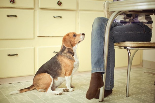 Как правильно воспитывать и наказывать собаку за непослушание