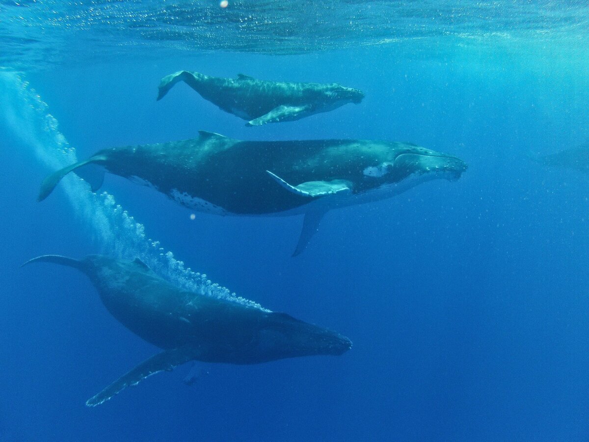 Ведический психолог, нумеролог, коуч, преподаватель Института Познания Личности Sungates - Игорь Кара.
