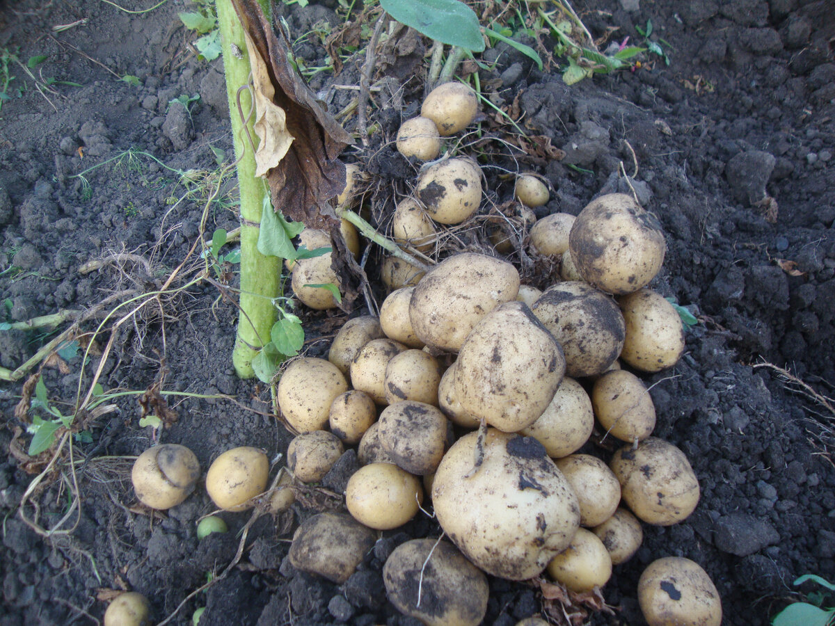 сегодняшний урожай