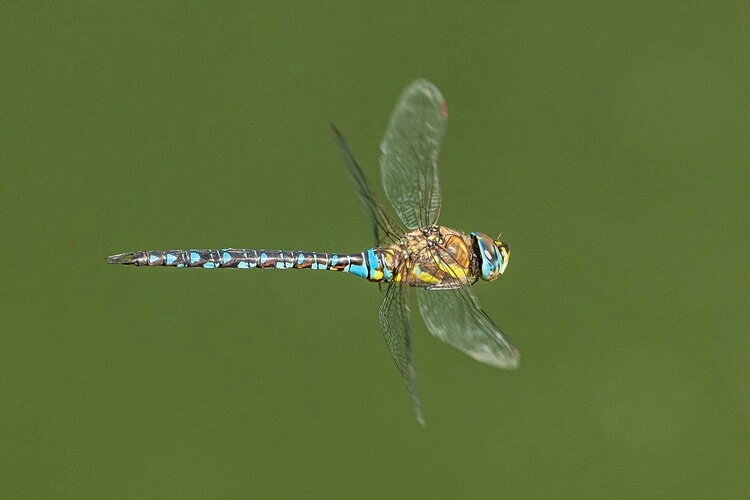 Добавьте описание