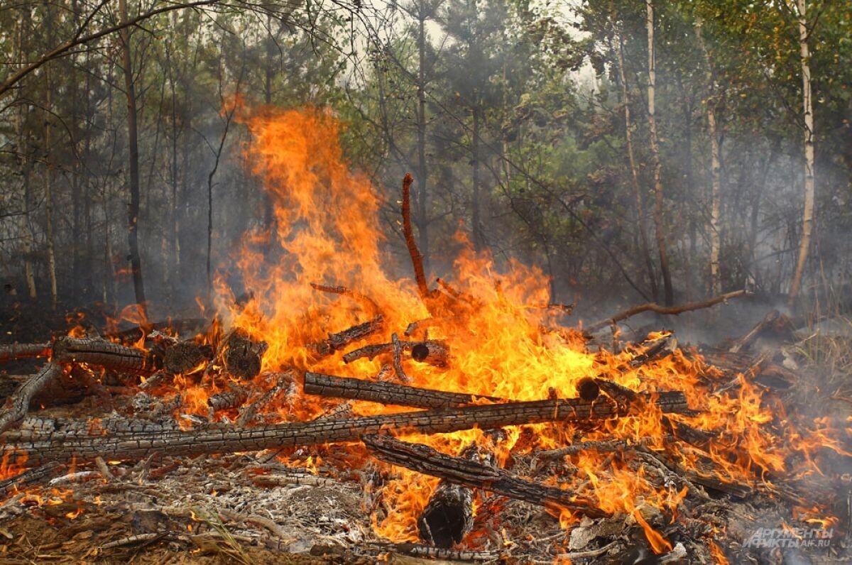    Площадь лесных пожаров в Рязанской области за сутки увеличилась на 24%