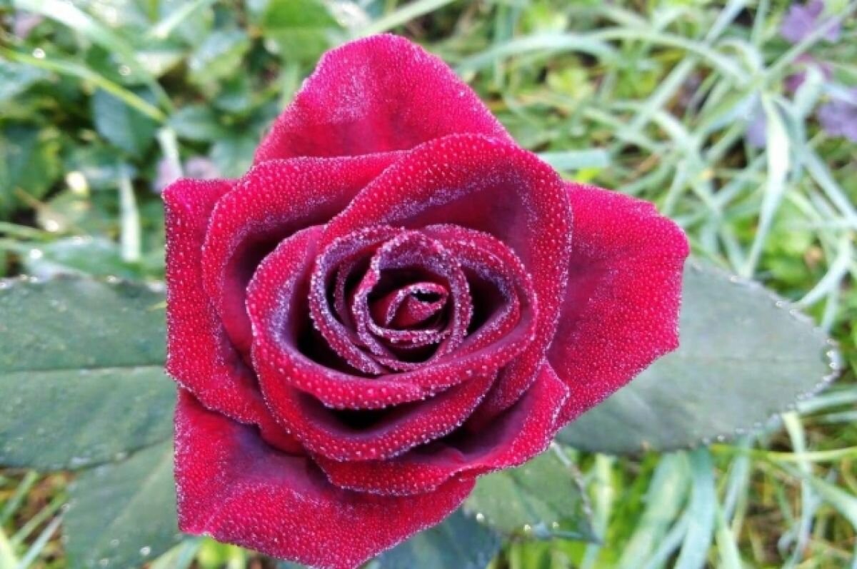    Внимание, заморозки: в Татарстане объявлено штормовое предупреждение