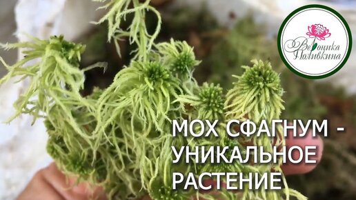 УНИКАЛЬНЫЙ МОХ СФАГНУМ ДЛЯ САДОВОДОВ