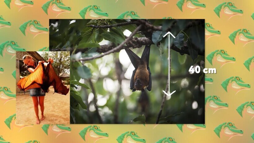    Видео: На что способна самая большая летучая мышь в мире